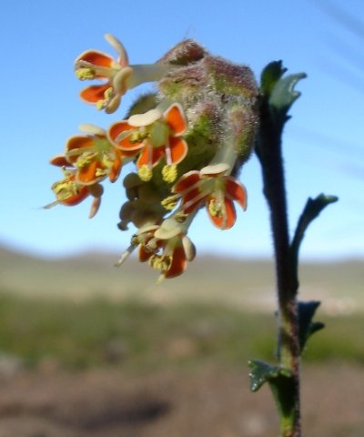 Glumicalyx lesuticus exserted anthers